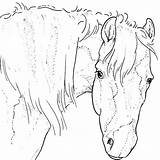 Paarden Dieren Equine Lineart Coloriages Animaatjes Animes Coloriage sketch template