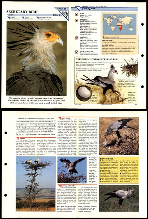 secretary bird  birds wildlife fact file fold  card