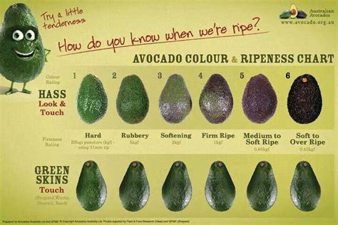 avocado avocado health benefits avocado avocado types