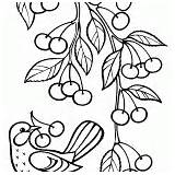 Colorear Agrumi Ramo Ciliegie Obst Agrumes Apfelbaum Zweig Kirschen Branche Cerises Cherries Branch Cerezas Rama Colorkid sketch template