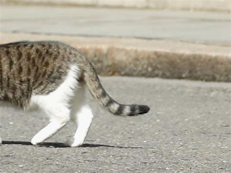 cat lost in belfast 18 months ago found roaming the