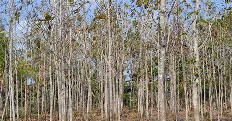 gadogado hutan homogen