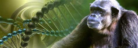 human chimp dna comparison research yields lower genetic similarity