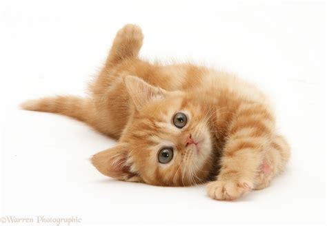 playful ginger kitten photo wp