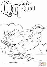 Coloring Letter Quail Pages Printable Alphabet Preschool Color Worksheets Sheets Queen Words Drawing Supercoloring Book Kindergarten Super Kids Abc Games sketch template