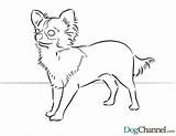Chihuahua Coloring Pages Dog Chiwawa Color Puppies Puppy Chihuahuas Colouring Printable Pound Kids Bing Animal Pug Popular Cat Animals Coloringhome sketch template