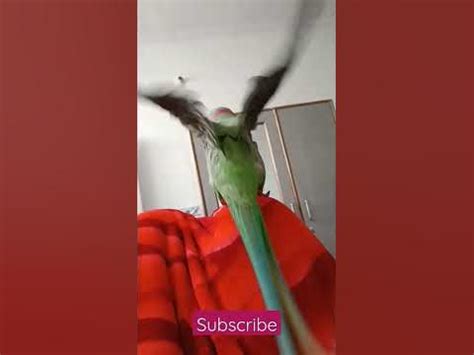 parrot  helicopter youtubeshorts youtube
