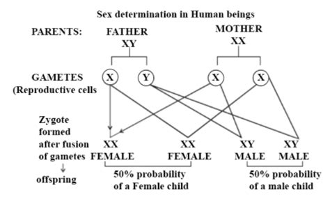 Explain Sex Determination In Humans With Line Diagram