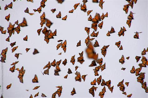 migrating monarch butterflies swarm by per swantesson