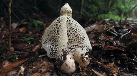 secret life  fungi ten fascinating facts bbc news