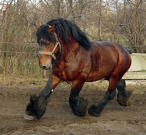 belgian draft horse info origin history pictures