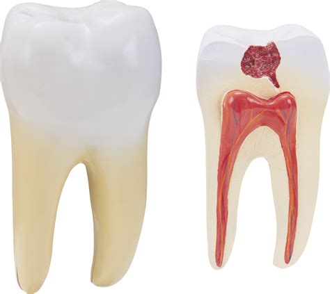 teeth png image purepng  transparent cc png image library