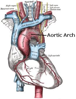 aortic arch