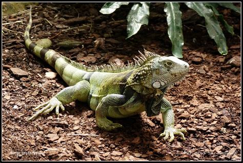 Large Green Iguana Flickr Photo Sharing