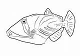 Triggerfish Coloring Drawing Draw Pages Lagoon Fish Step Fishes Printable Tutorial sketch template