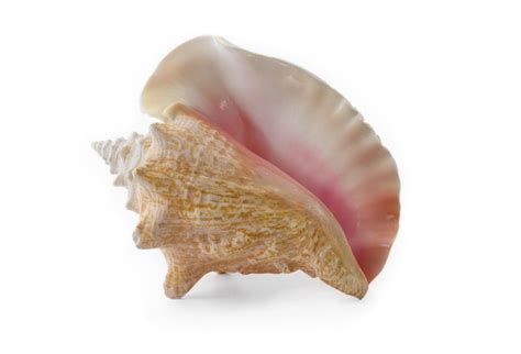 Conch Aphrodisiac And Health Benefits Eat Something Sexy