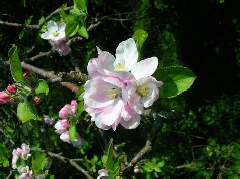 fileapple tree blossomjpg