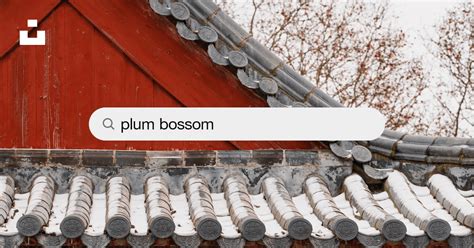 Plum Bossom Pictures Download Free Images On Unsplash