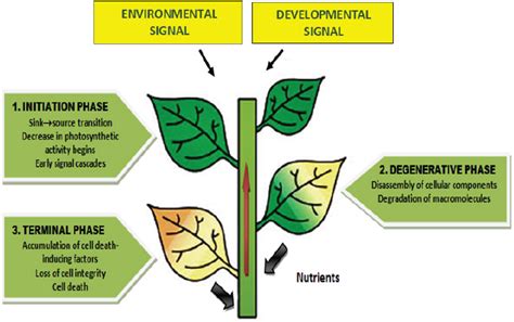 leaf senescence   regulation  phytohormones  essential