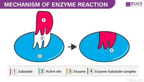 enzyme cofactors types functions  examples  enzyme cofactors