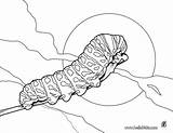 Caterpillar Chenille Oruga Orugas Insectos Beetle Hellokids Colorier Insectes sketch template