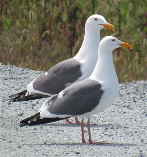 gull id tips   hybrid gull   gull identification  possibly   confusing