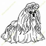 Tzu Shih Coloring Pages Dog Colorir Google Color Drawing Lhasa Search Apso Getdrawings Getcolorings Escolha Pasta sketch template