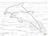 Coloring Dolphins Bottlenose Dolphin Pages Print Two Drawing Sea Realistic Animal Atlantic Printable Drawings Spinner Getdrawings Supercoloring sketch template