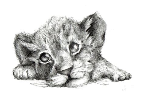 lion cub realistic drawingillustration  monandersen foundmyself