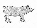 Piggy Coloriage Cochon Adultes Porcellino Colorare Zentangle Vecteur Adulti Kleurend Vectorielle Volwassen Alexanderpokusay sketch template