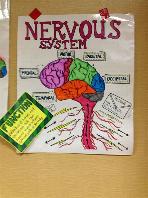 nervous system nervous system craft nervous system projects body