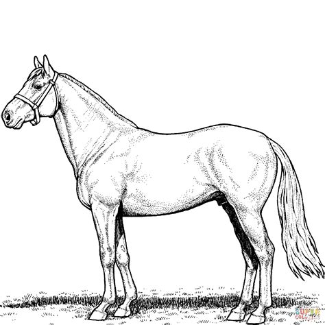 horse stallion coloring page  printable coloring pages