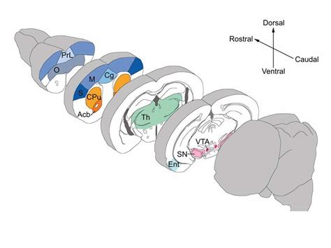 schematic view   mouse brain regions dissected   present  scientific diagram