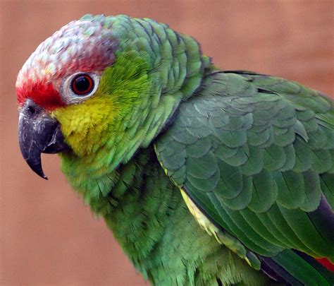 amazon red lored parrot parrots photo  fanpop