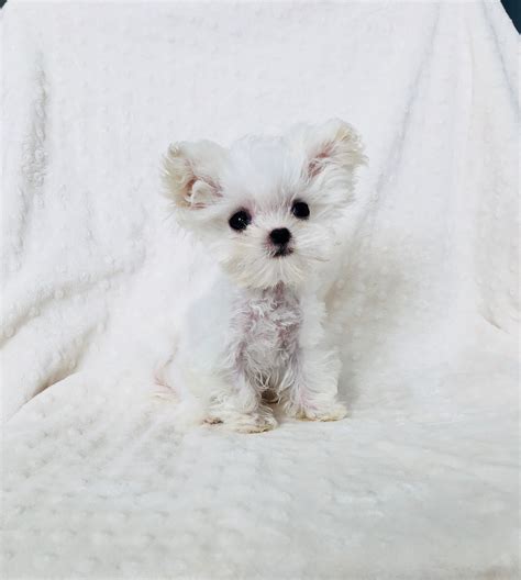 buy micro tiny teacup maltipoo puppy los angeles ca iheartteacups