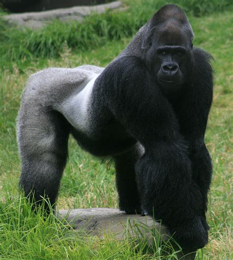 filemale gorilla  sf zoojpg wikimedia commons