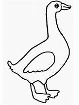 Goose Pato Ganso Colorat Cu Desen Geese Colorir Planse Gansos Pictura Coloringhome Copii Diferite Fise Imprimir Mother Mediului Granja Ws sketch template