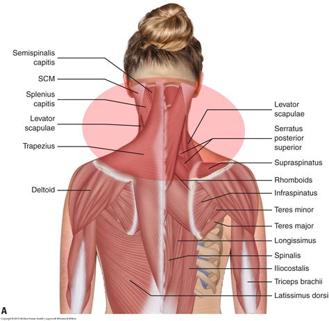 muscle spasming   neck