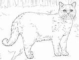 Cat Coloring Pages Shorthair British Cats Realistic A4 Do Druku Printable Adults Persian Kitty Ausmalbild Drawing sketch template