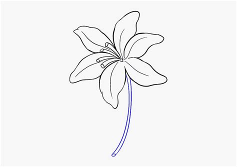 lily flower drawing pics drawing skill