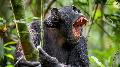chimps are killing people in uganda it broke off the arm opened