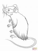 Mouse Coloring Mice Pages Sketch Standing Drawings Printable Comments Categories Dormice 77kb sketch template