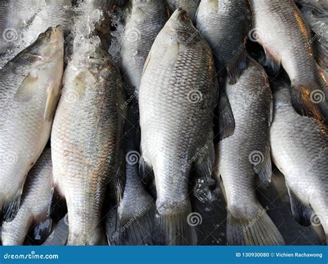 Sea Bass Lates Calcarifer Is A Species Of Sea Bass That Can Be