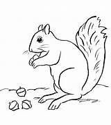Squirrel Acorn sketch template