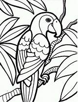 Coloring Pages Animals Rainforest Plants Clipart sketch template