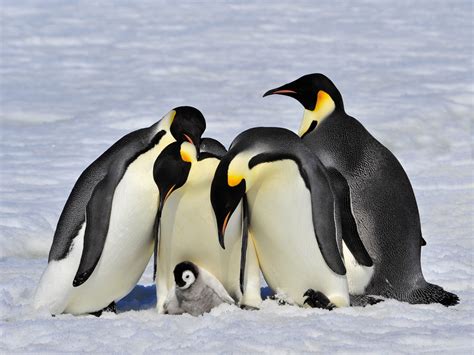 beautiful emperor penguins accidentally   video selfie