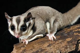 petition stop  sale  sugar gliders changeorg