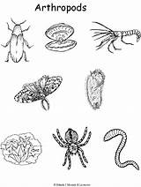 Arthropod Arthropods Answers Insect sketch template