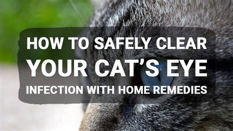 how to safely clear your cat s eye infection with home remedies cat