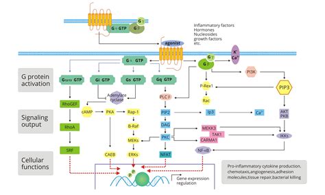 protein coupled receptor signaling pathway cusabio